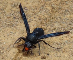 Synagris analis