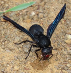 Synagris analis