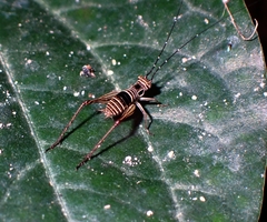 Nisitrus