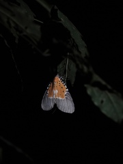 Peridrome orbicularis