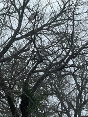 Baeolophus bicolor × atricristatus