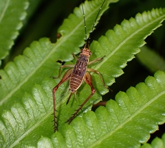 Nisitrus