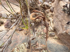 Pelargonium longiflorum