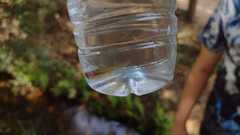 Squalius alburnoides