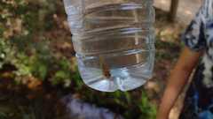 Squalius alburnoides
