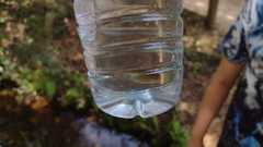 Squalius alburnoides