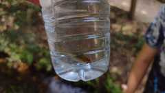 Squalius alburnoides