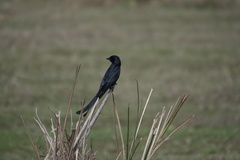Dicrurus macrocercus