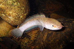 Channa orientalis