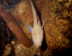 Channa orientalis