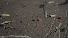 Tubuca arcuata