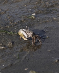 Gelasimus borealis