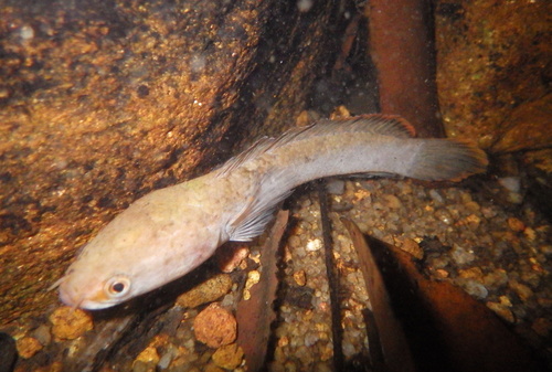 Walking snakehead (Channa orientalis) — Channidae