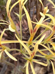 Pelargonium longiflorum