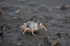 Mictyris brevidactylus
