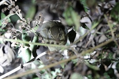 Phylloscopus