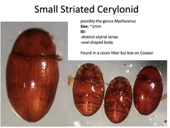 Cerylonidae