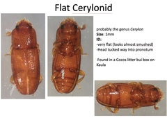 Cerylonidae