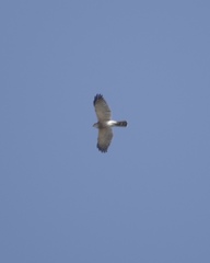 Accipiter badius