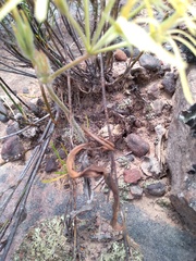 Pelargonium longiflorum