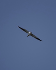 Elanus caeruleus