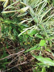 Sansevieria concinna