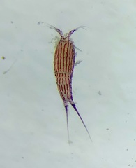 Eudactylopus