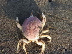 Pseudocorystes sicarius