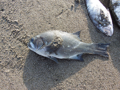 Anisotremus scapularis