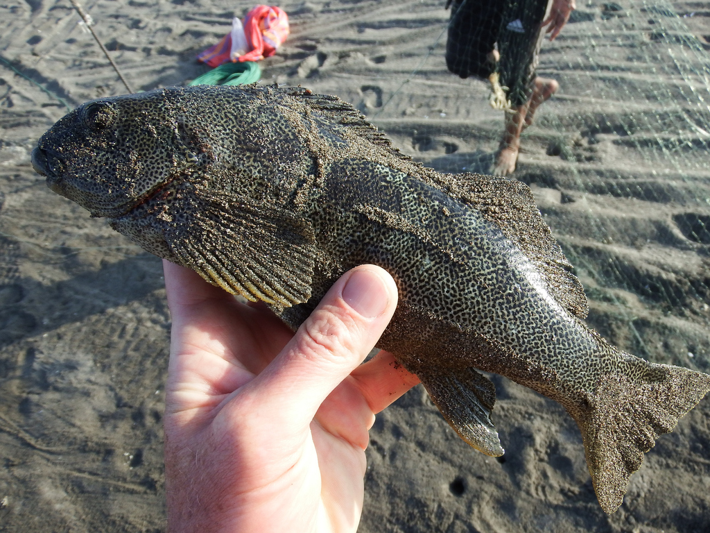 Zamba Marblefish