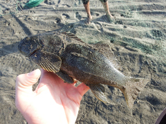 Aplodactylus punctatus