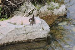 Cinclodes olrogi
