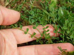 Onobrychis squarrosa