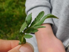Centaurea procurrens