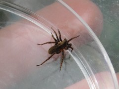 Alopecosa albofasciata
