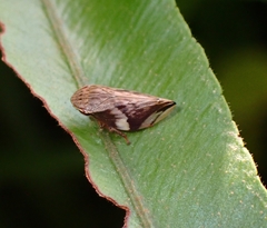 Clovia