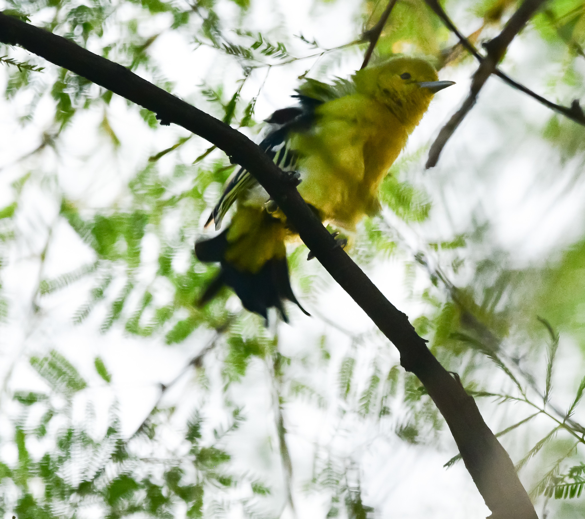 common iora