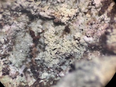 Lecanora appalachensis