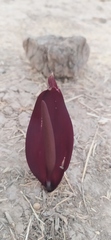 Biarum