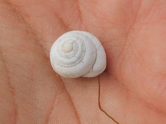 Sphincterochila aharonii