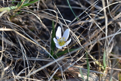 Colchicum hungaricum