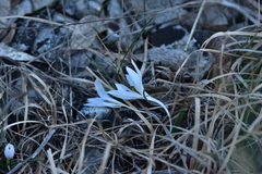 Colchicum hungaricum