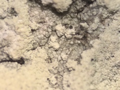 Lecanora appalachensis