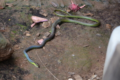 Dendrelaphis