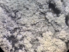Lecanora appalachensis