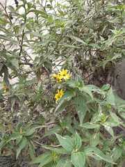 Asteroideae