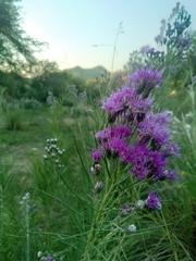 Vernonanthura nudiflora