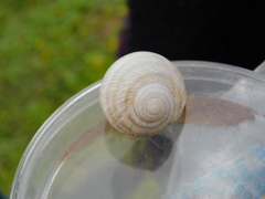 Helix engaddensis