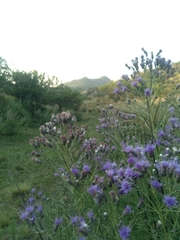 Vernonanthura nudiflora