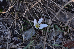 Colchicum hungaricum